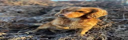 Mixed Breed dogs for sale: Dachshund x Cocker spaniel - Advert 15
