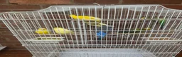 Budgerigars birds for sale: 7 budgies with cage joblot - Advert 2
