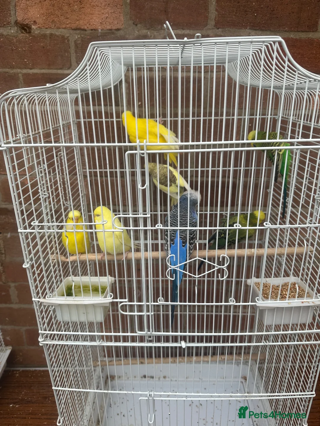 Budgerigars birds for sale: 7 budgies with cage joblot - Advert 2