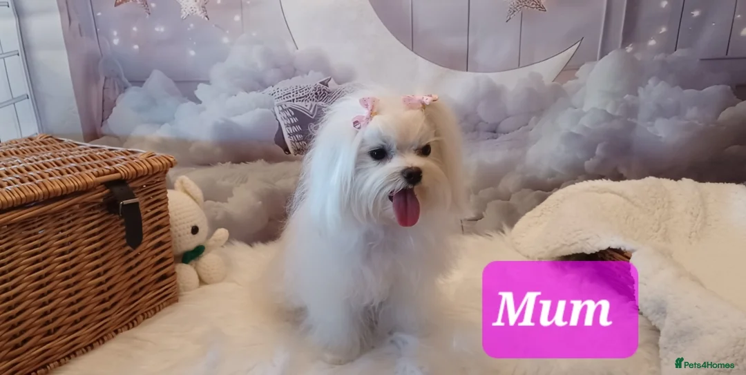 Maltipoo dogs for sale: Stunning Toy F1 Apricot & Cream maltipoo's - Advert 4