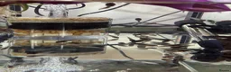 Frog reptiles for sale: Amazon Milk frog Tadpoles in Kidderminster - Advert 1