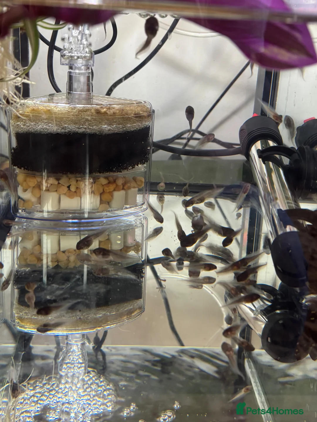 Frog reptiles for sale: Amazon Milk frog Tadpoles in Kidderminster - Advert 1
