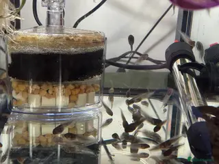 Frog reptiles Amazon Milk frog Tadpoles - Advert 15