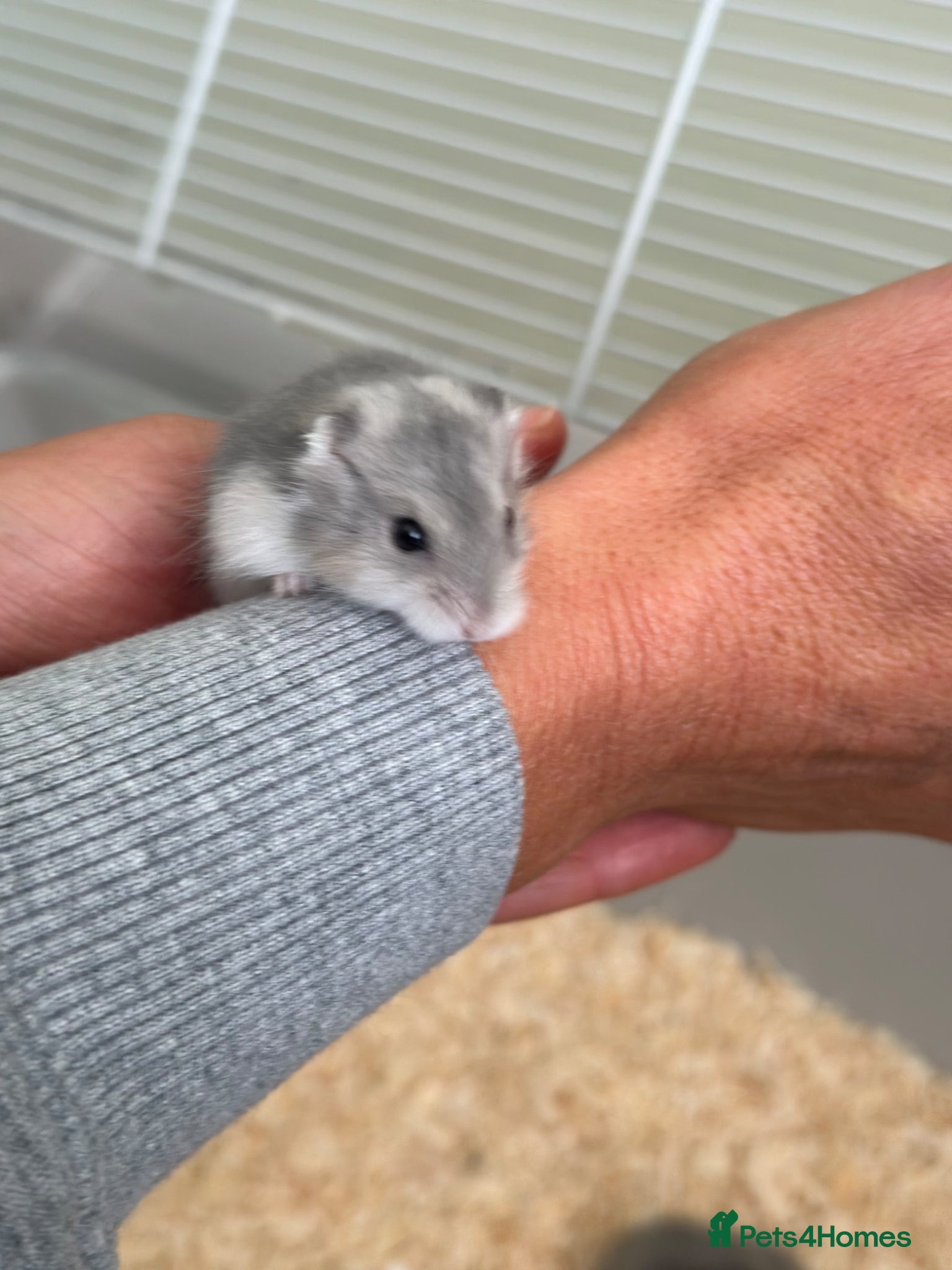 Hamster rodents Russian Dwarf Hamsters - updated pics and info  - Advert 1