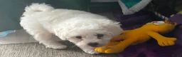 Poochon dogs for sale: Cavapoochon  - Advert 4