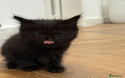 Ragdoll cats for sale: Ragdoll mix Bombay  - Image 6