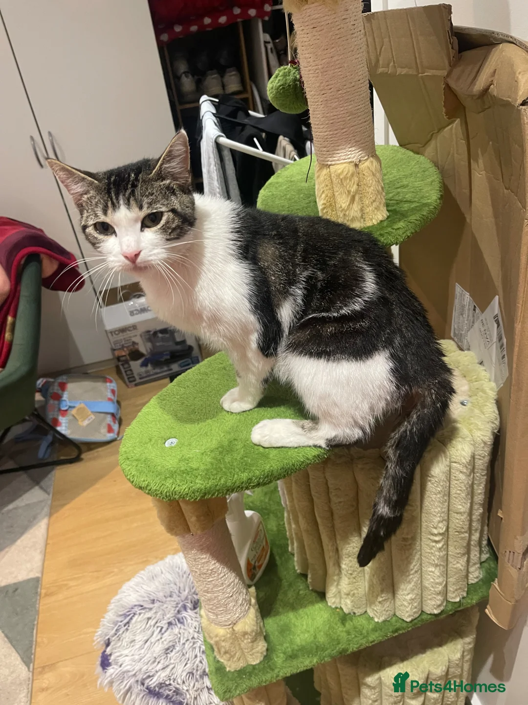 European cats for sale: Pregnant Stray about 1 years old in London - Advert 2