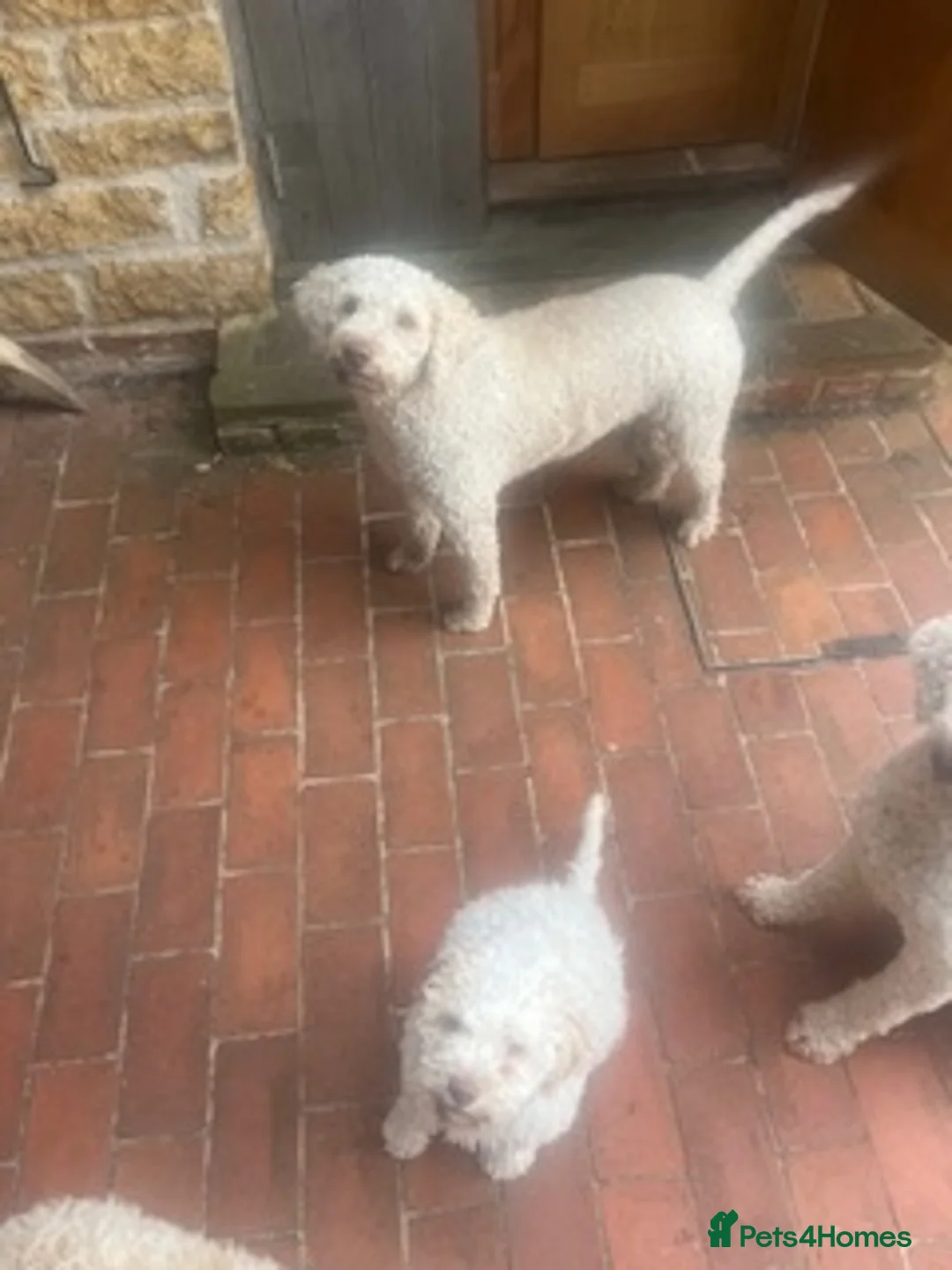 Lagotto Romagnolo dogs for sale: 9 week old bitch puppy  - Advert 2