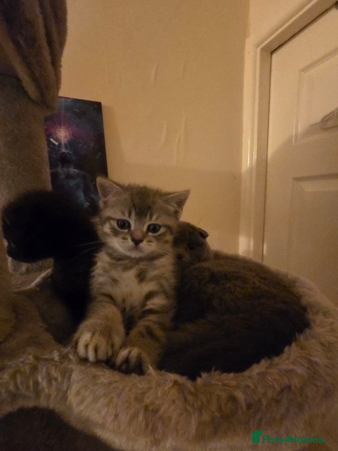 Scottish Fold cats for sale: Scottish Fold  - Advert 4