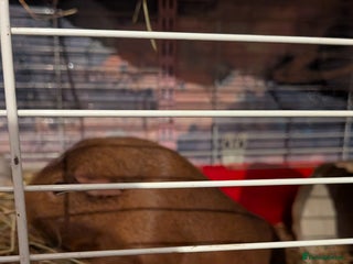 Guinea Pig rodents Two male guinea pigs - Advert 1