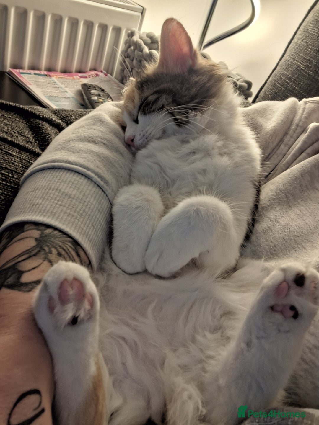 Mixed Breed cats for sale: Beautiful long haired Calico girl - Advert 5