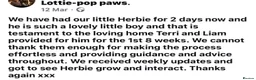 Cockapoo dogs for sale: Last Puppy remaining ❤️ f3 cockapoo puppies 🐾 - Advert 7