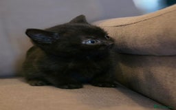 British Shorthair cats for sale: Gorgeous Black Female BSH Cross kitten - Image 2