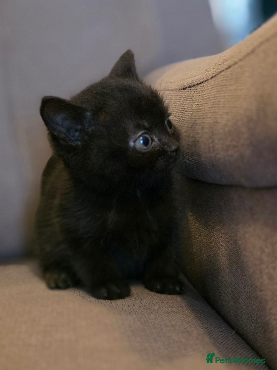 British Shorthair cats for sale: Gorgeous Black Female BSH Cross kitten - Image 2