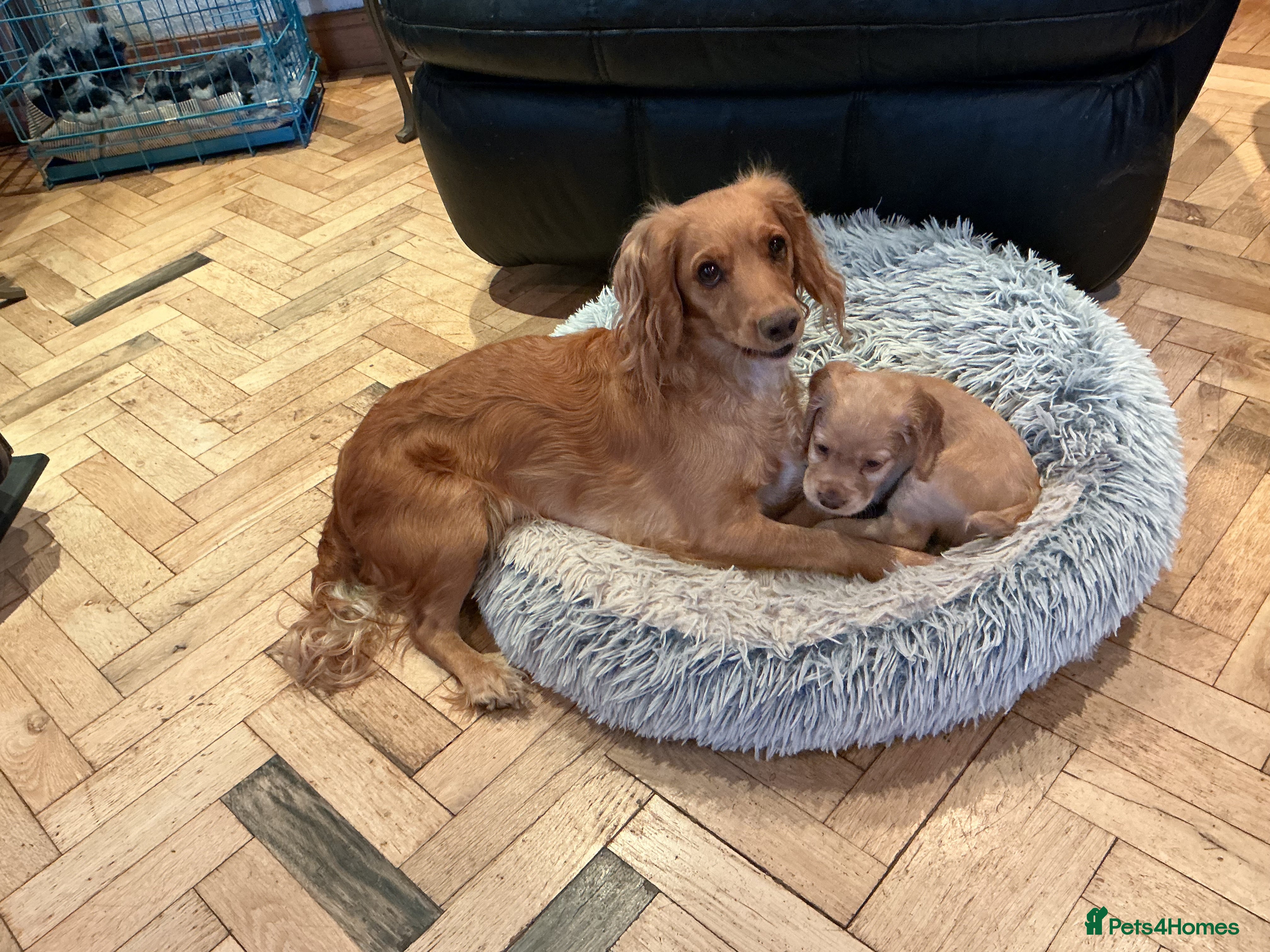 Cocker Spaniel dogs Working cocker spaniel  - Advert 1