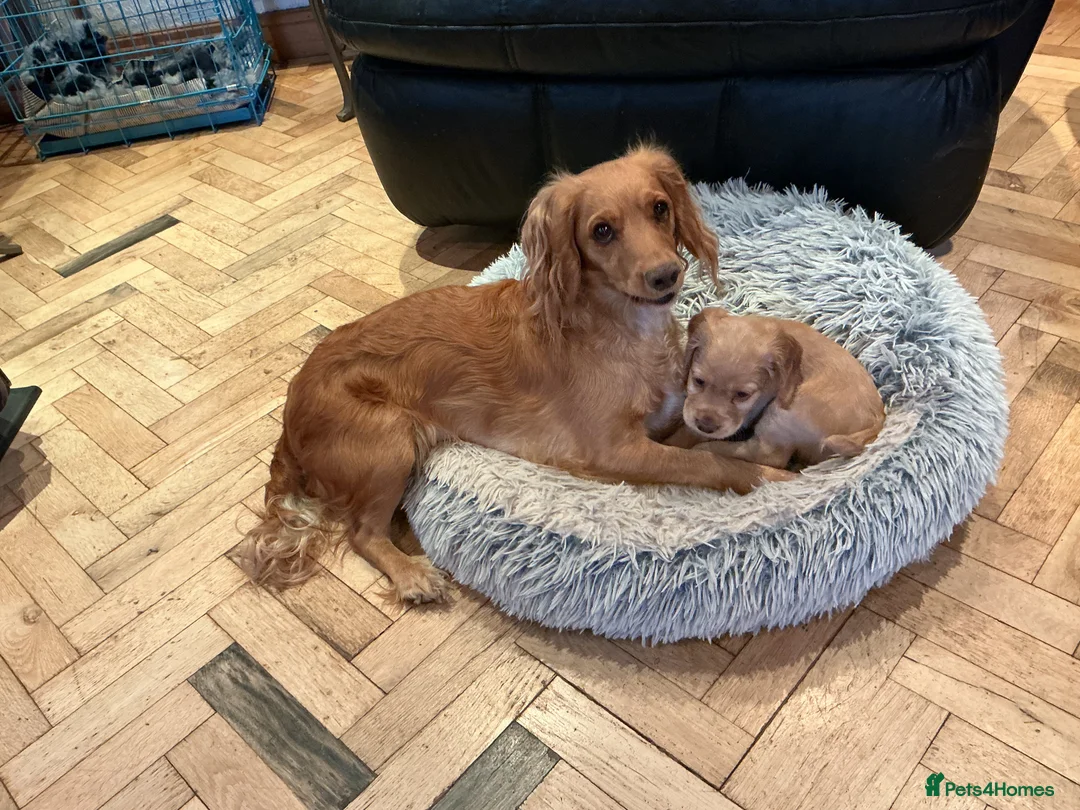 Cocker Spaniel dogs for sale: Working cocker spaniel  in Preston - Advert 1