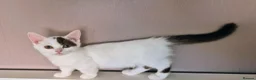 Munchkin cats for sale: Beautiful Munchkin kittens  - Advert 23