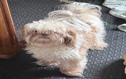 Shih Tzu dogs for sale: Male shih tzu  - Image 6