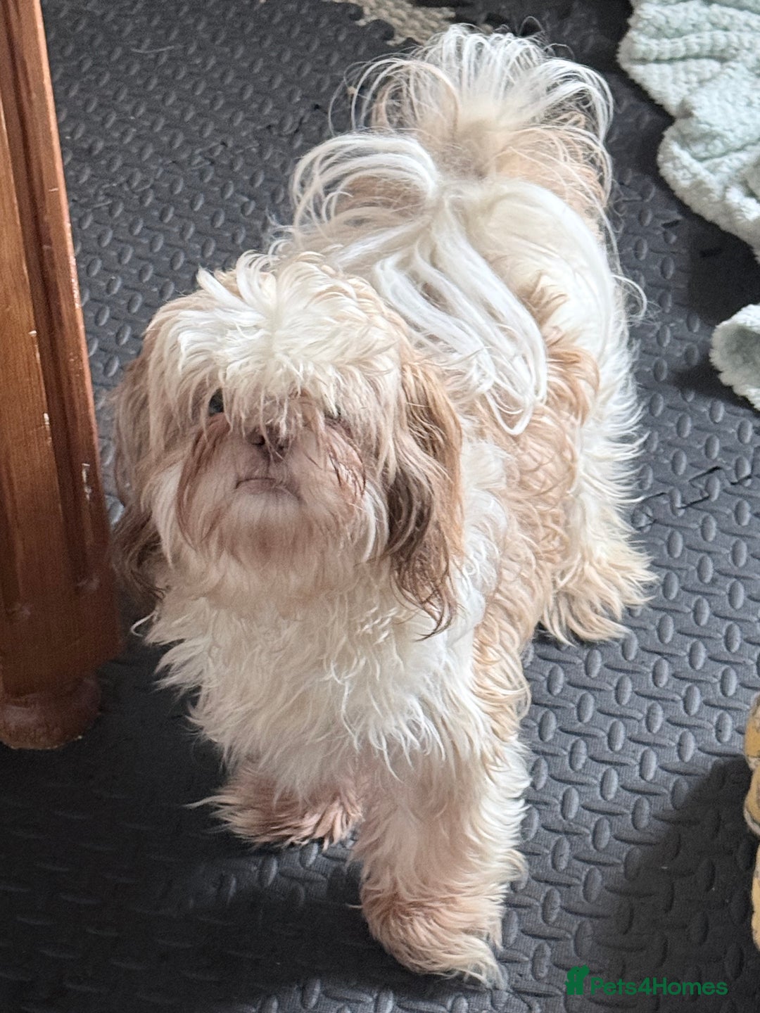 Shih Tzu dogs for sale: Male shih tzu  - Image 6