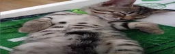 Bengal cats for sale: HomeRaised Bengal x Blue British Shorthair Kittens - Advert 27
