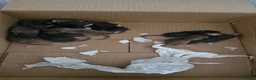 Rat rodents for sale: Baby Rats in Chichester - Advert 3