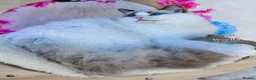 Ragdoll cats for sale: ⭐️AWARD WINNING GCCF CATTERY RAGDOLL KITTENS⭐️ - Advert 12