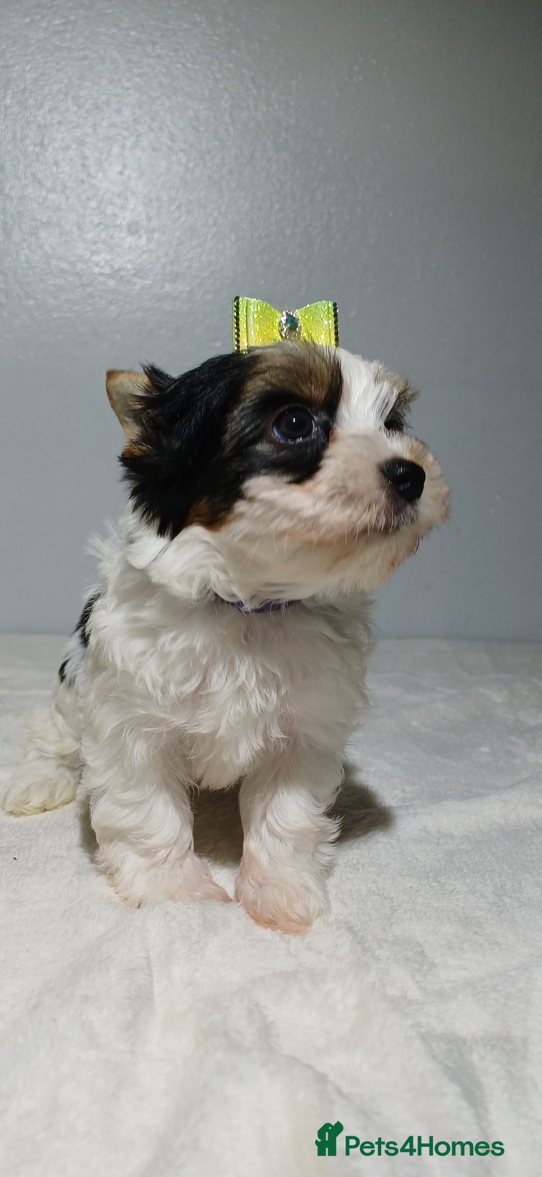 Yorkshire Terrier dogs for sale: 100% Biewer yorkshire-terrier Pedigree  - Advert 13