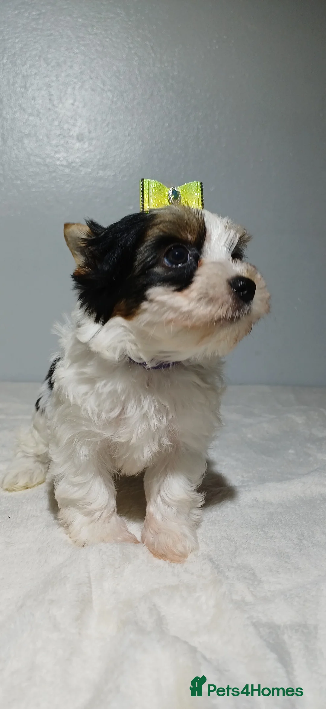 Yorkshire Terrier dogs for sale: 100% Biewer yorkshire-terrier Pedigree  - Advert 13