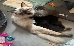British Shorthair cats for sale: British Shorthair X Ragdoll - Image 4