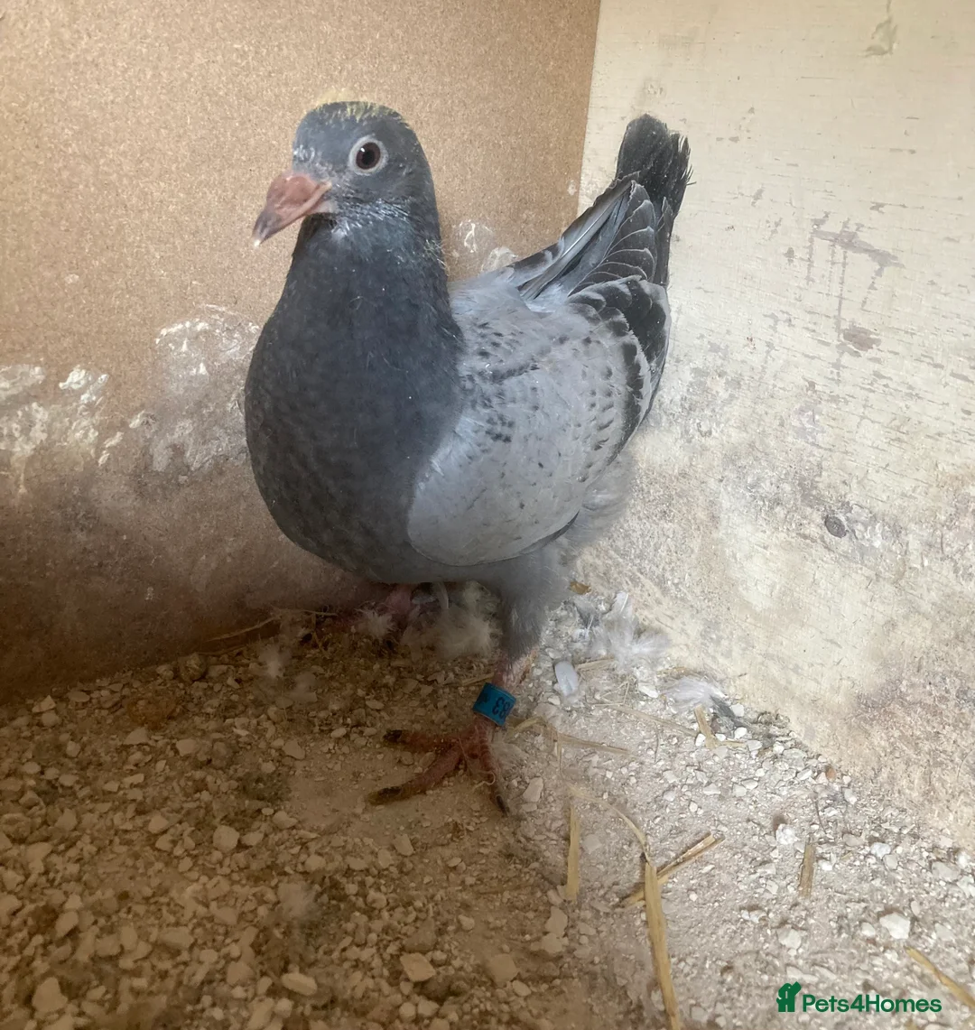 Pigeons birds for sale: Two young birds - Advert 4