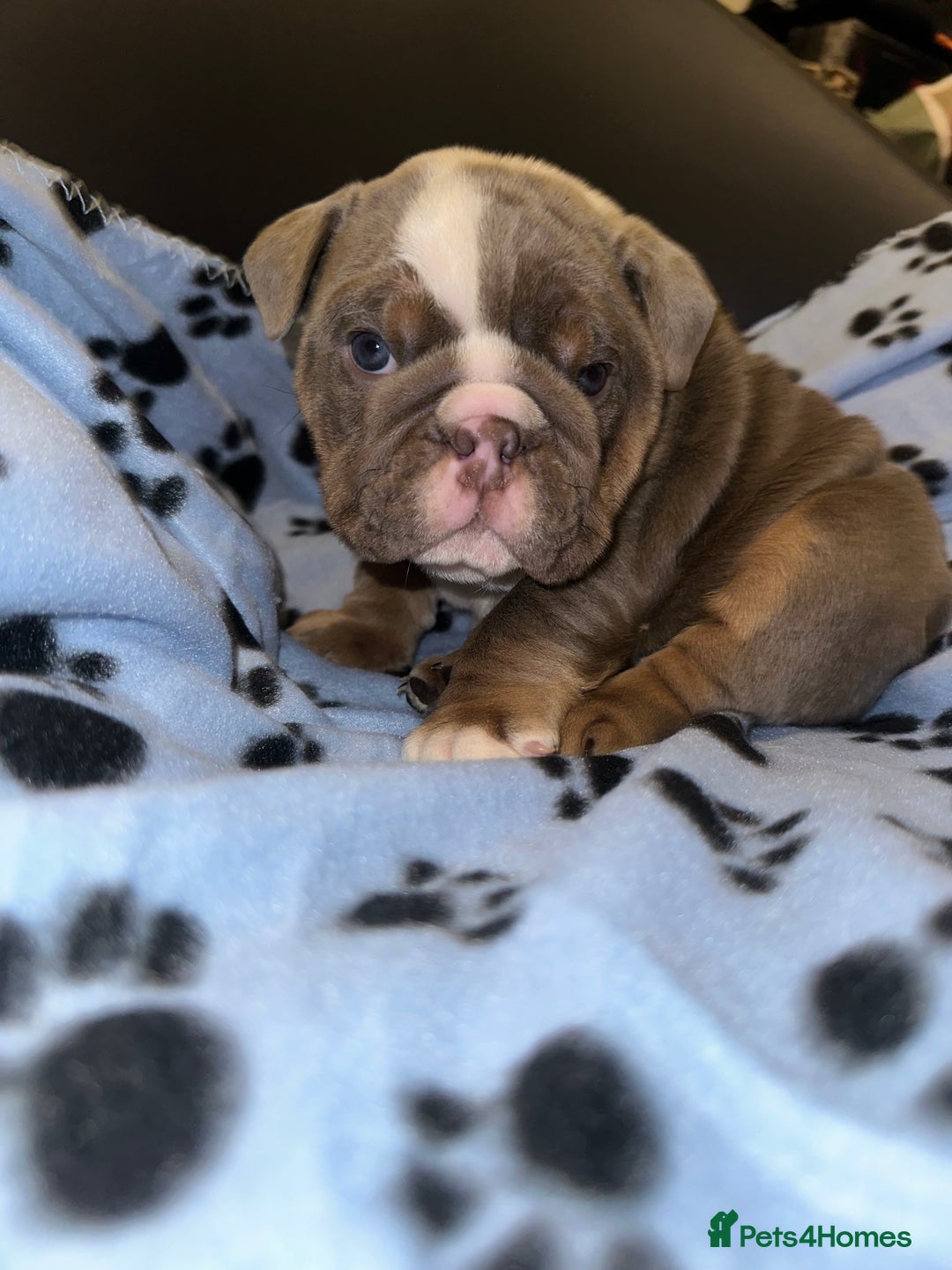 English Bulldog dogs for sale: ‼️ENGLISH BULLDOG PUPS WITH AMERICAN BLOODLINE‼️ - Advert 5