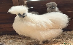 Chickens poultry for sale: Silkies - Hens, Cockerels, Growers   - Image 4