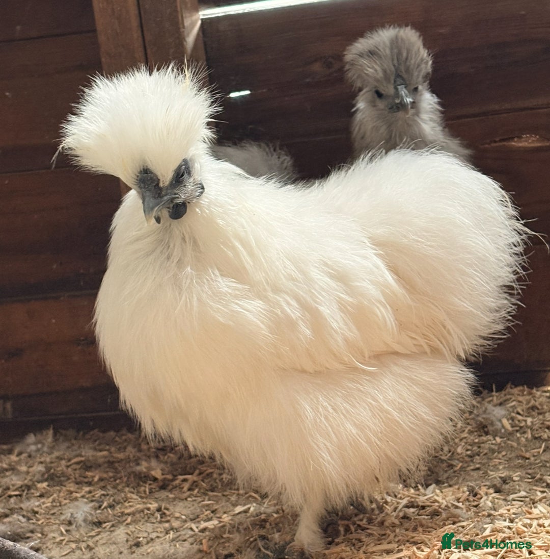 Chickens poultry for sale: Silkies - Hens, Cockerels, Growers   - Image 4