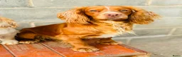 Cocker Spaniel dogs for sale: kc fully vaccinated male cocker spaniel  - Advert 7