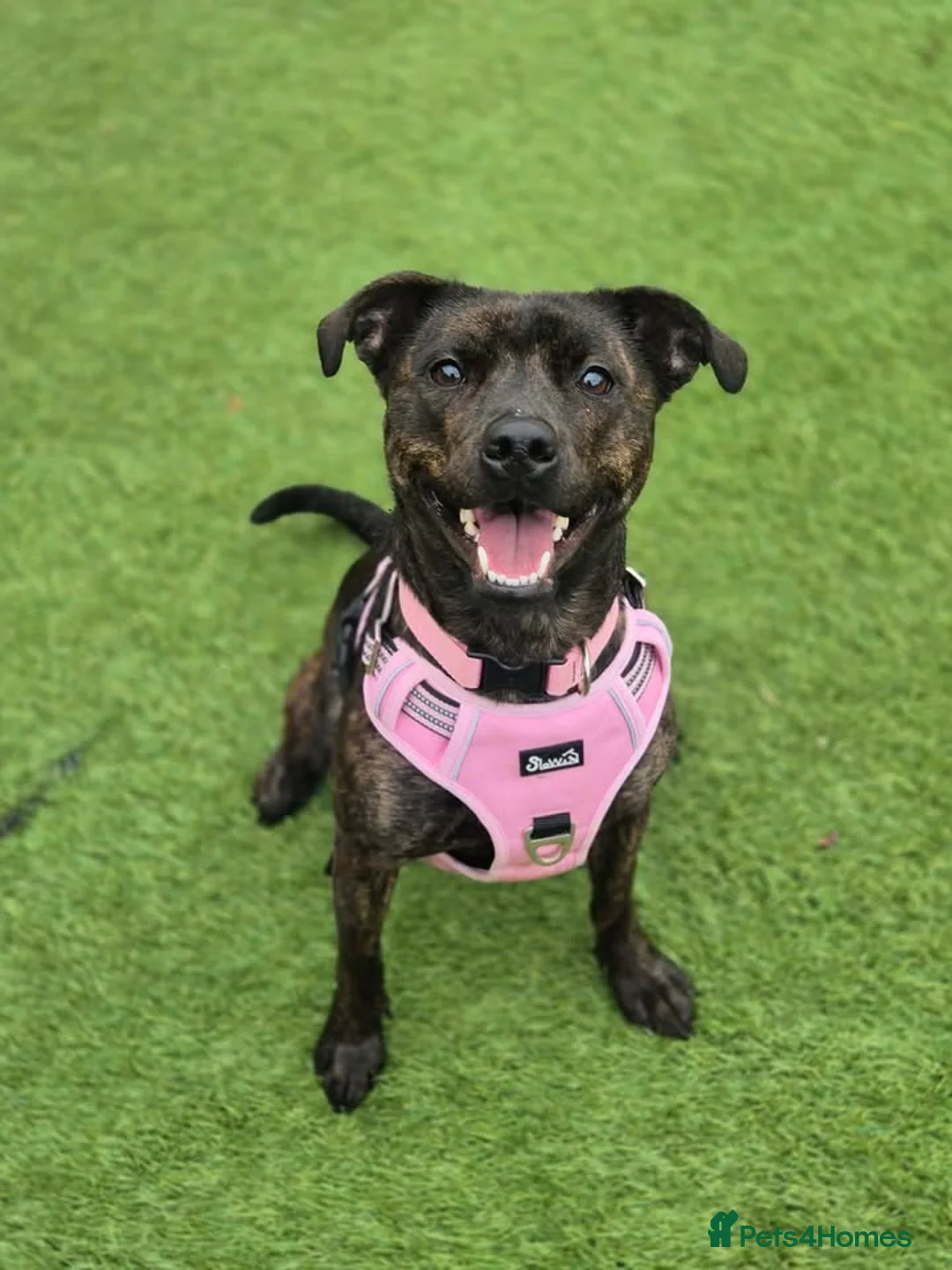 Mixed Breed dogs for adoption: MARZIPAN - 2 year old Staffie Cross - Advert 1