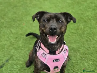 Mixed Breed dogs MARZIPAN - 2 year old Staffie Cross - Advert 2