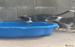 Mixed Breed dogs for sale: Border Whippets Puppies  - Image 5