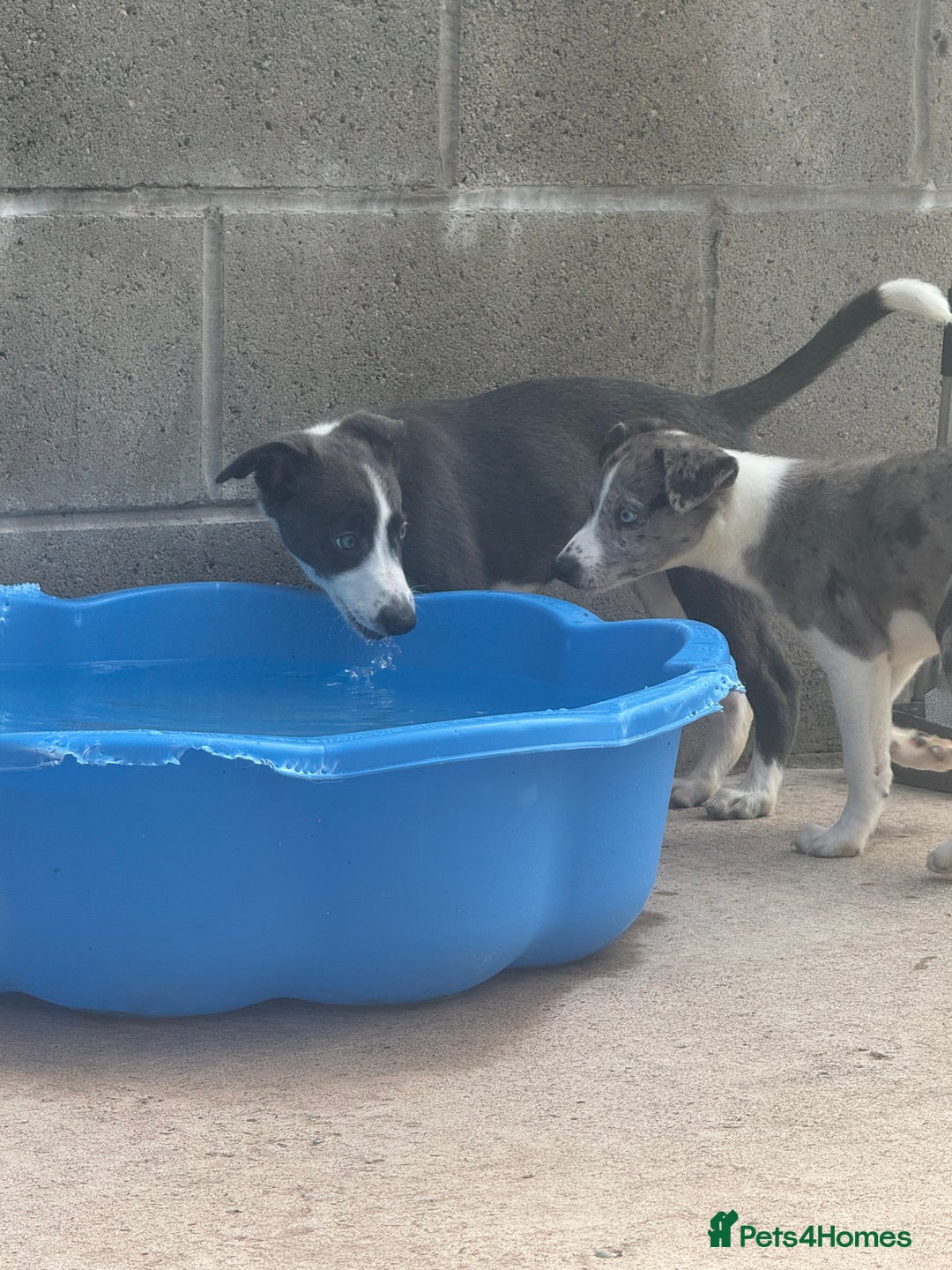 Mixed Breed dogs for sale: Border Whippets Puppies  - Image 5