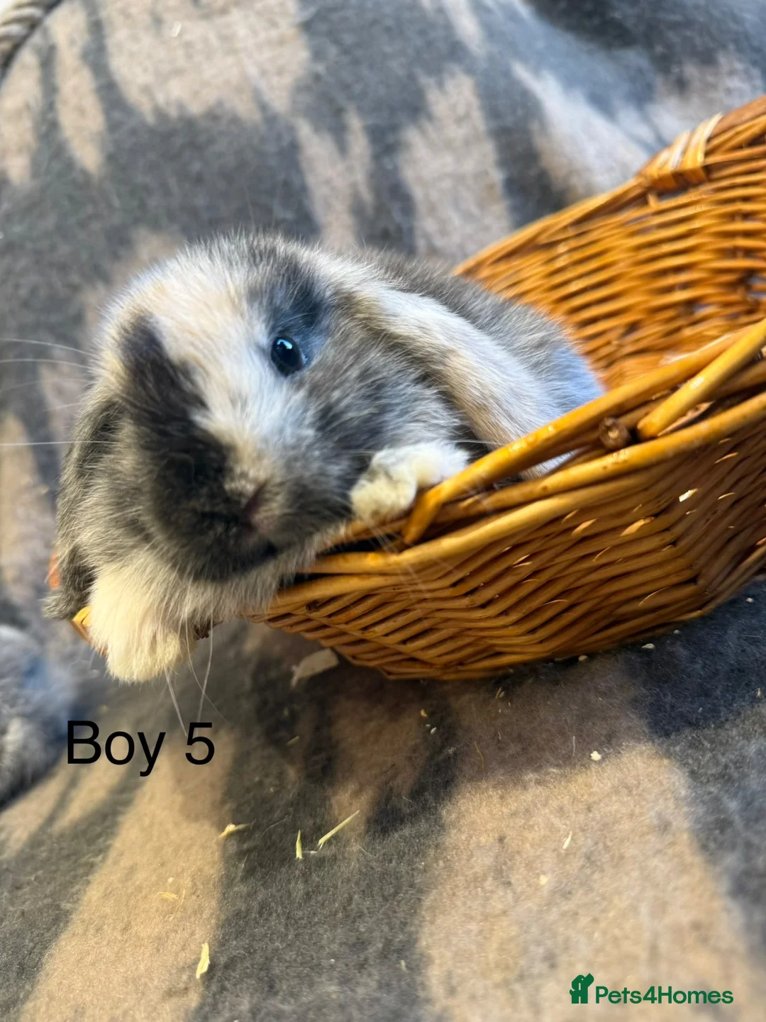 Mini Lop rabbits for sale: Stunning Litter Of Mini Lops  - Advert 8