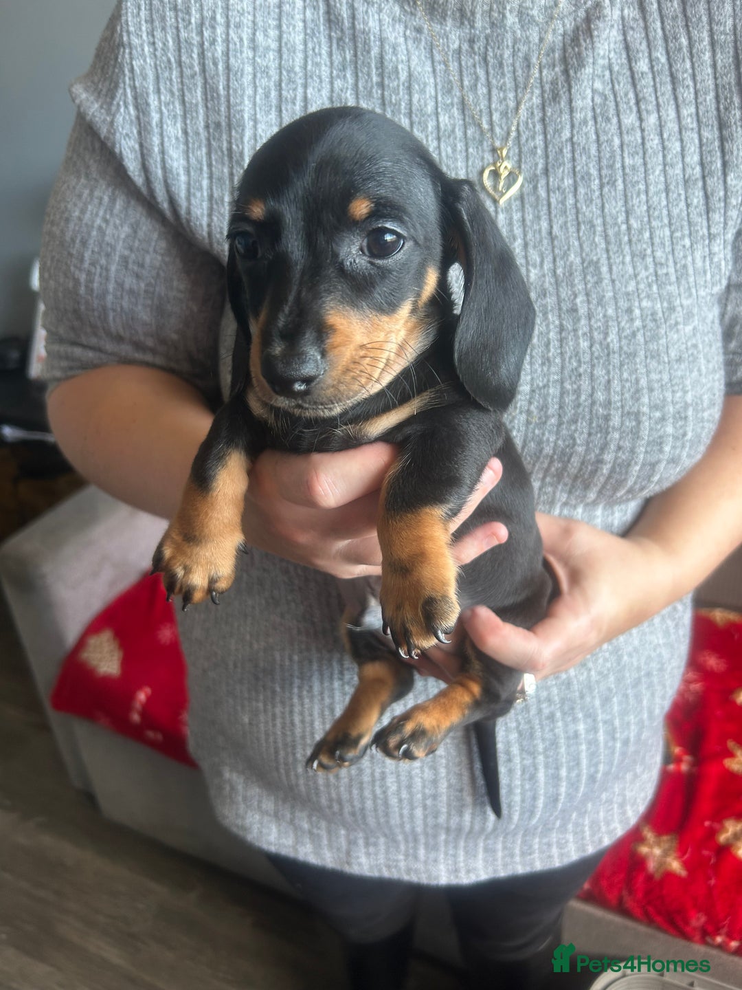 Miniature Dachshund dogs for sale: Miniature dachshund - Advert 25