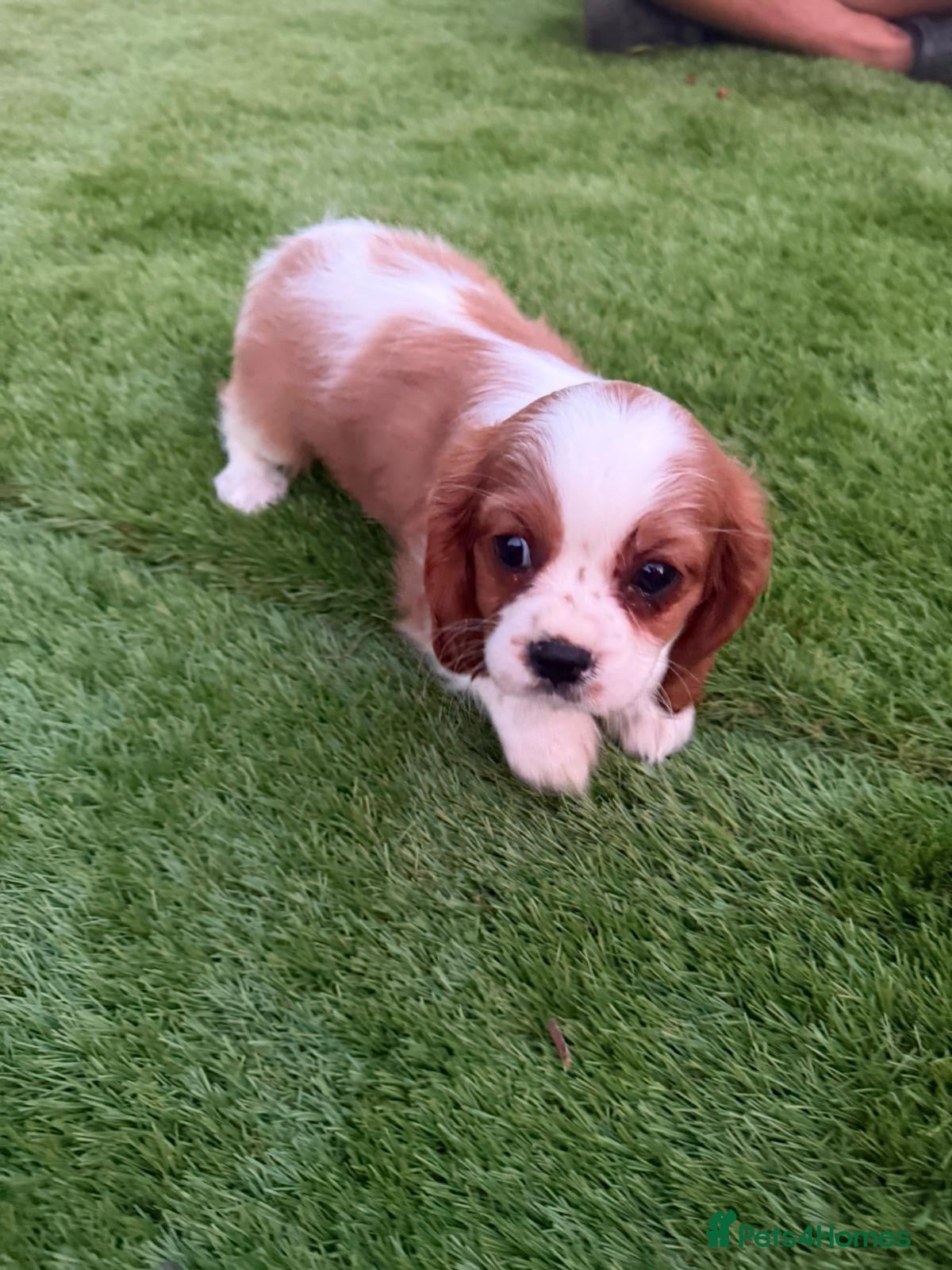 Cavalier King Charles Spaniel dogs Cavalier King Charles puppy’s - Advert 6