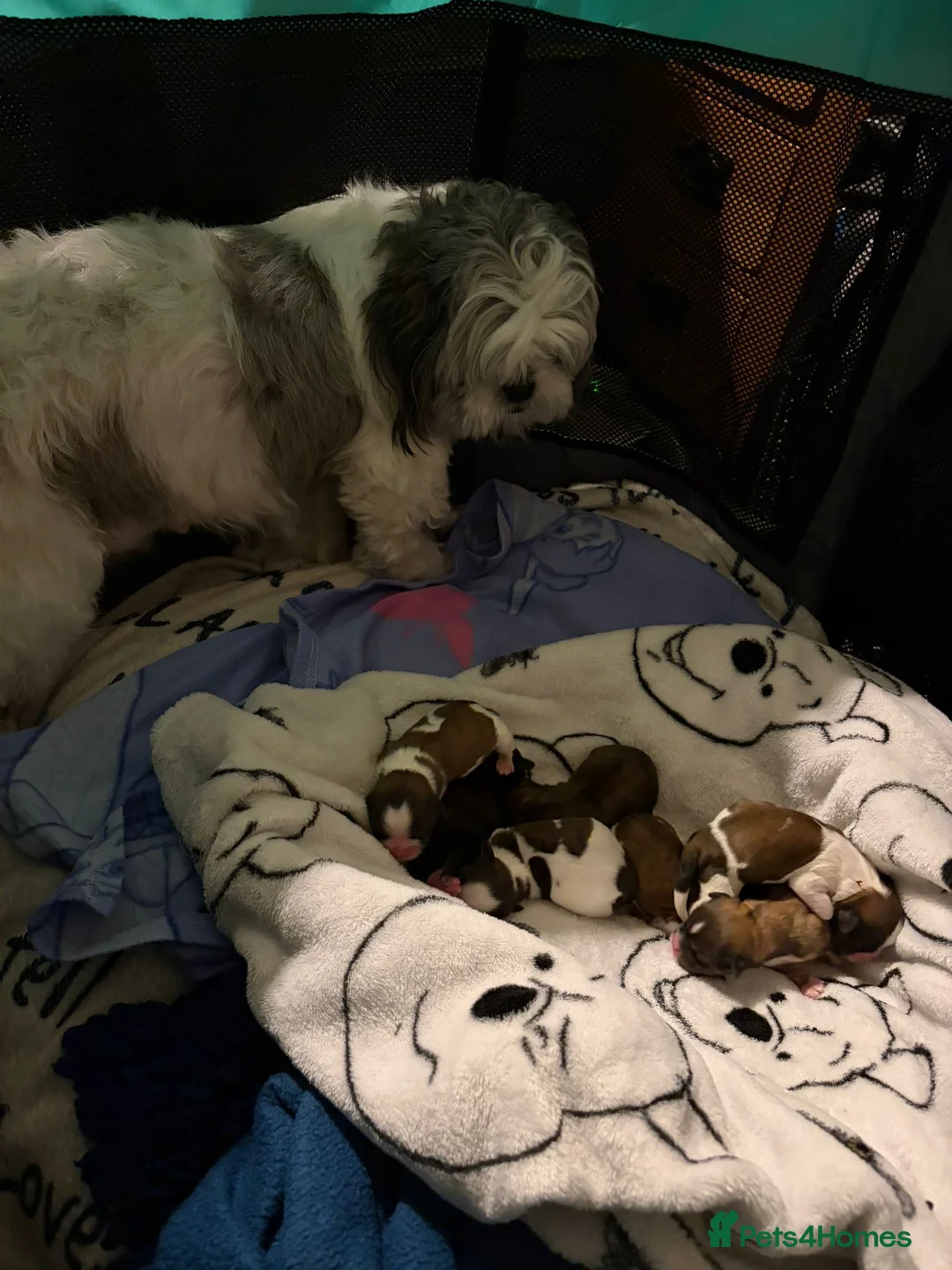 Shih Tzu dogs for sale: Shih Tzu puppies - Advert 13