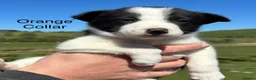 Border Collie dogs for sale: Border Collie Puppies - Advert 8