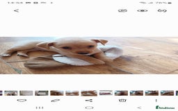 Mixed Breed dogs for sale: Stig  - Image 7