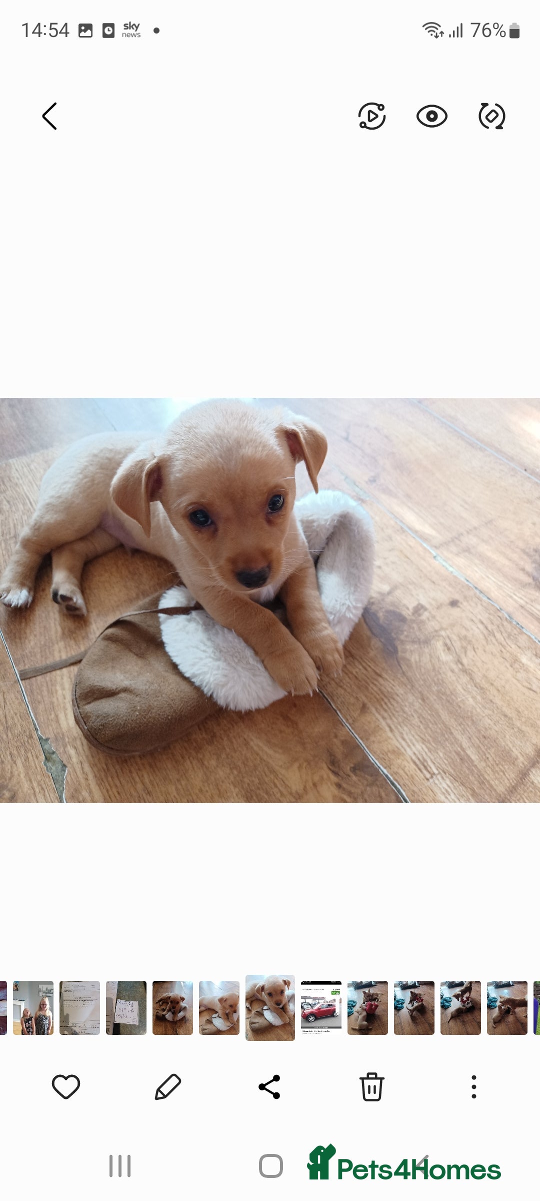 Mixed Breed dogs for sale: Stig  - Image 7