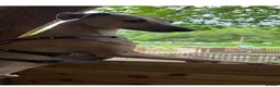 Italian Greyhound dogs for sale: BEAUTIFUL ITALIAN GREYHOUND PUPPIES  - Advert 31