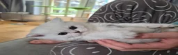 British Longhair cats for sale: Stunning Black Tipped British  - Advert 9
