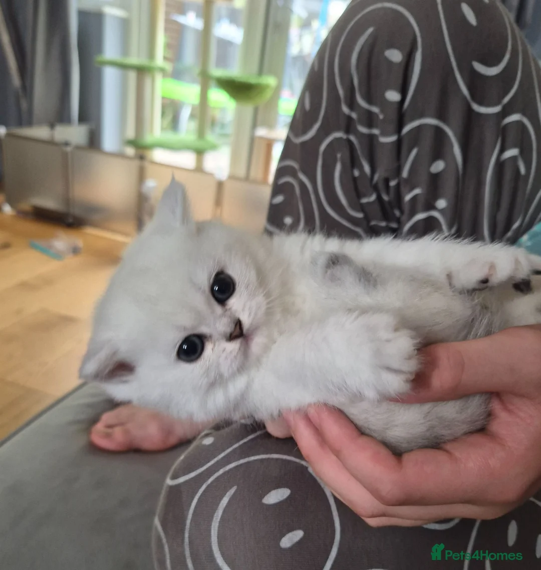 British Longhair cats for sale: Stunning Black Tipped British  - Advert 9