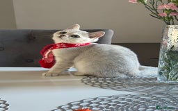 Scottish Fold cats for sale: Scottish Straight Boy - Image 4
