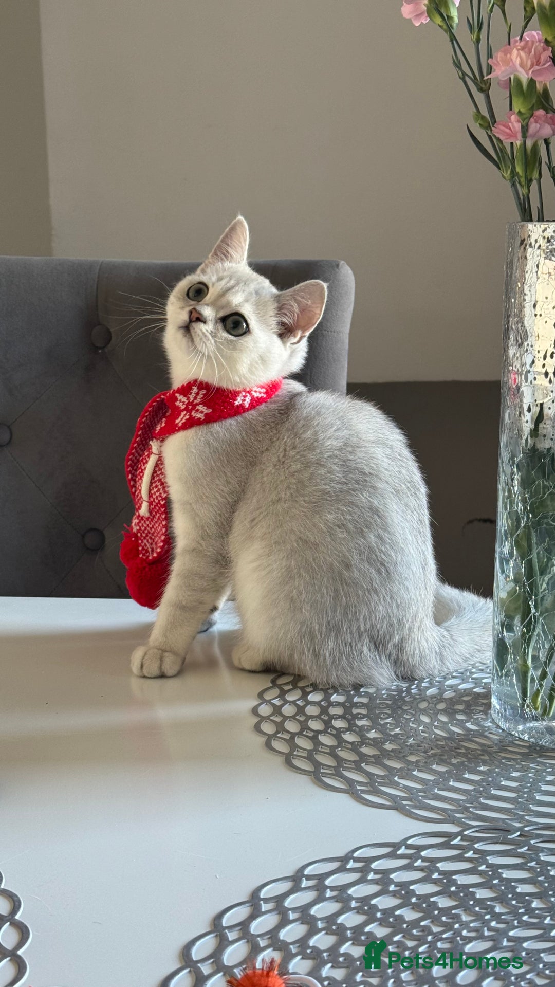 Scottish Fold cats for sale: Scottish Straight Boy - Image 4